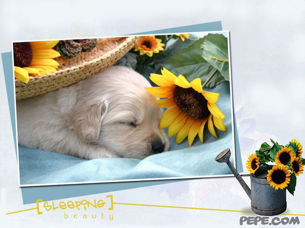 Sleeping beauty