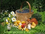 Запрошення в ліс