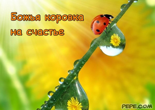 Божья коровка открытки Божья коровка открытки