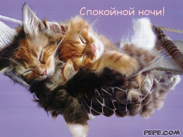 Открытка спокойной ночи котёнок 97