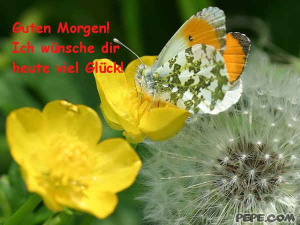 viel glück heute viel glück heute