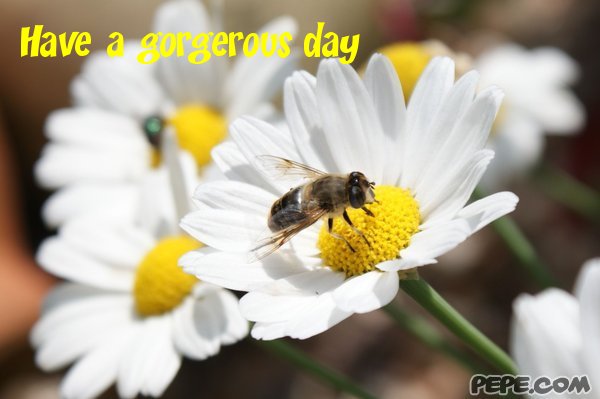 Have a gorgerous day