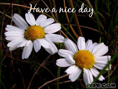 Have a nice day