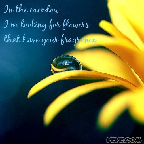 In the meadow ... I'm looking for flowers that have your fragrance