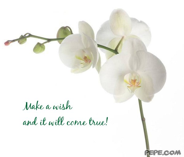 Make a wish and it will come true!