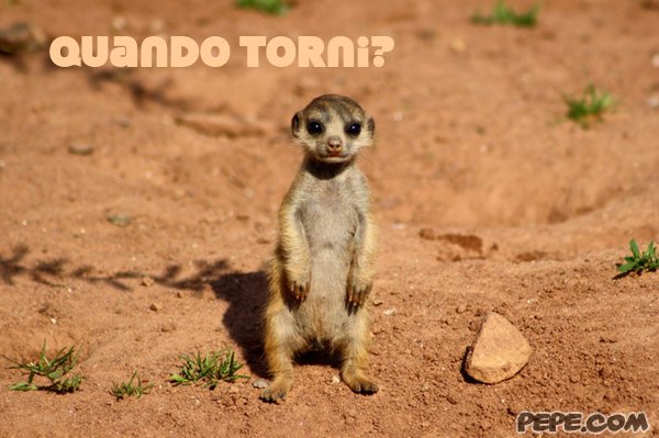 quando_torni_0.jpg