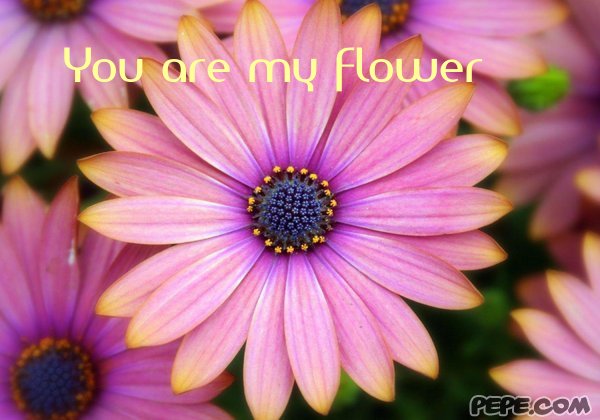 You are my flower