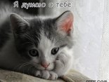 Я думаю о тебе