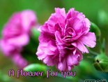 A flower for you