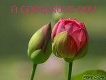 A GORGEROUS DAY