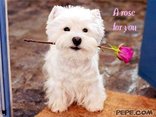 A rose for you
