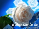 a white rose