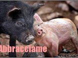 Abbracciame