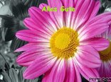 Alles Gute