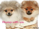 Always with you