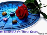 As Beautiful As These Roses...