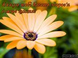 Бажаю тобі багато здоров'я і море щастя!