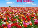 Best wishes
