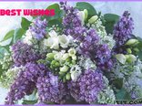 Best wishes