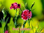Best wishes