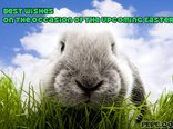 Best wishes on the occasion of the upcoming Easter