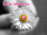 Beste Wünsche