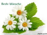 Beste Wünsche