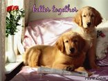 better together 