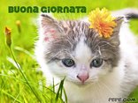 Buona giornata