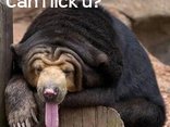can i lick u?