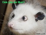 Can you do that?