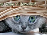 Che cosa ci faccio?