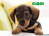 Ciao!