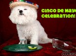 Cinco de Mayo celebration!