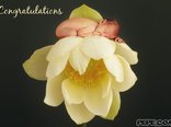 Congratulations
