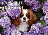 Czy mnie kochasz ?