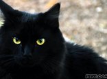 День чорних котів