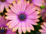 Eres mi florecita