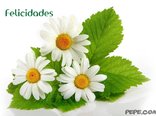 Felicidades