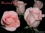 Flowers for You