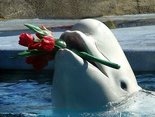 Flowers for you