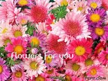 Flowers for you