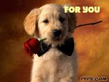 For You