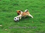 Giornata Mondiale di Calcio