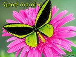 Good morning