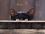 Hallo