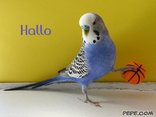 Hallo