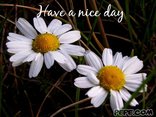 Have a nice day