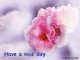 Have a nice day