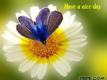 Have a nice day